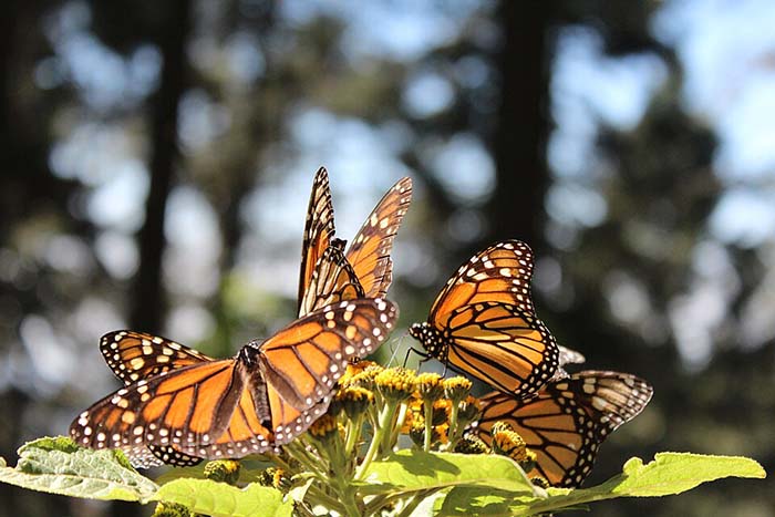 Monarch Butterfly